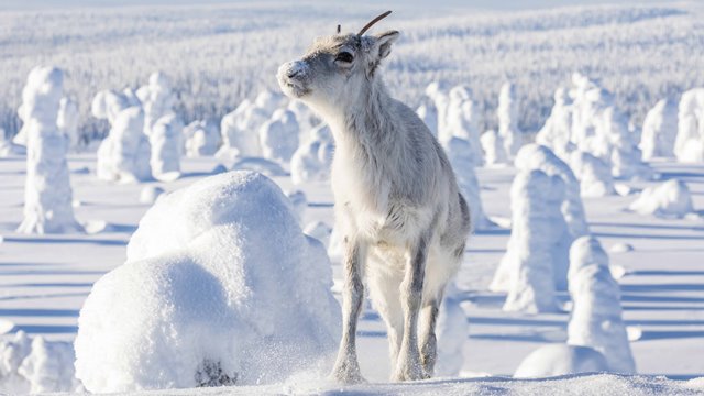 Filmo „Elniuko Ailo kelionė per Laplandiją“ įdomiausius siužeto vingius sukūrė pati gamta